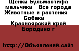 Щенки Бульмастифа мальчики - Все города Животные и растения » Собаки   . Красноярский край,Бородино г.